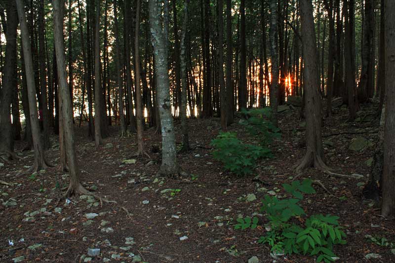 the cedar trees behind our campsite